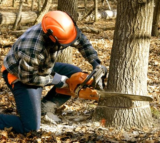 Tree Removal in Gillett, PA